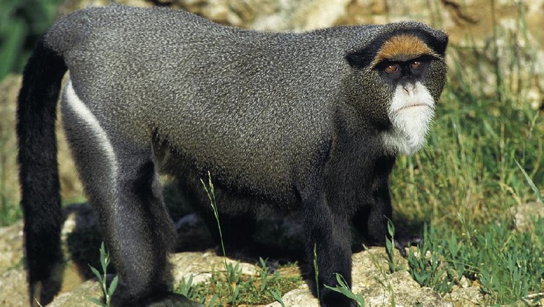 Monyet emas Uganda Monyet emas Uganda
