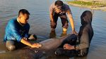 Lara Lumba-lumba Luka Terpisah hingga Terdampar di Pantai Rambang Lombok
