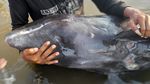 Lara Lumba-lumba Luka Terpisah hingga Terdampar di Pantai Rambang Lombok