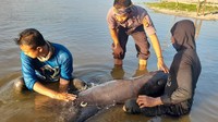 Foto: Polisi dan warga mengevakuasi seekor lumba-lumba yang terdampar di Pantai Rambang, Lombok Timur, NTB (dok Istimewa)