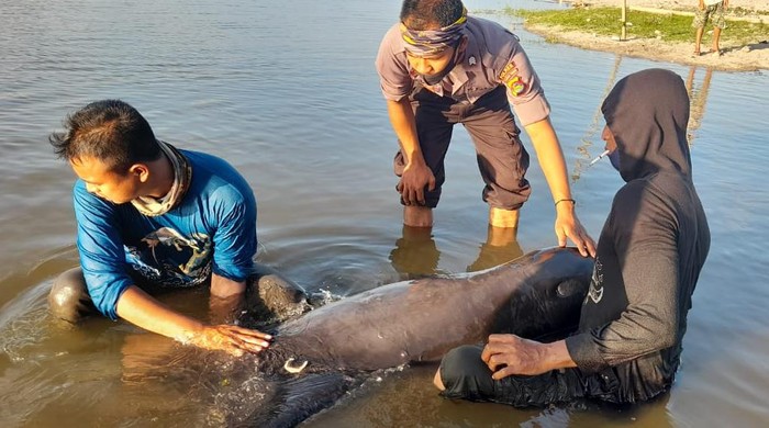 Polisi dan warga mengevakuasi seekor lumba-lumba yang terdampar di Pantai Rambang, Lombok Timur, NTB (dok Istimewa)