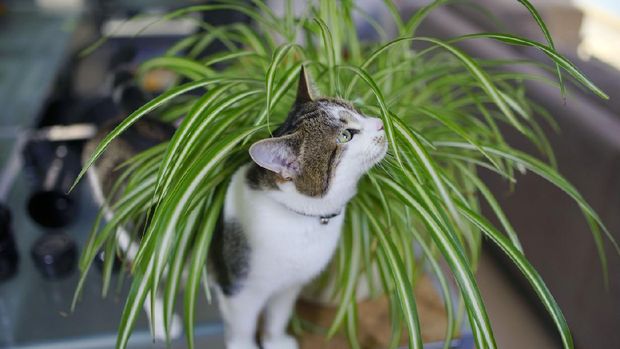cat playing in spider plant