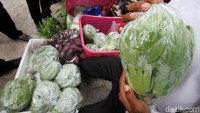 Menariknya, selain mengajarkan cara menanam bibit anggur, warga juga bisa mendapatkan sayur organik secara gratis maupun menukar sayuran lain yang mereka bawa saat ikut serta dalam kegiatan tersebut.