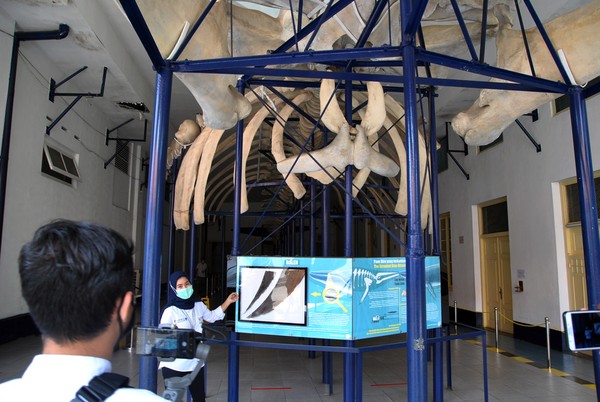 Petugas menjelaskan kerangka paus biru (Blue Whale) saat wisata virtual study tour di Museum Zoologi, Kebun Raya Bogor, Jawa Barat.