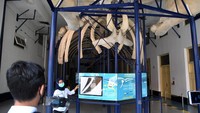 Petugas menjelaskan kerangka paus biru (Blue Whale) saat wisata virtual study tour di Museum Zoologi, Kebun Raya Bogor, Jawa Barat.