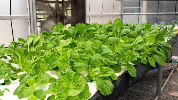 Bayam hidroponik Hydroponics farm, Fresh vegetable at greenhouse farm garden.