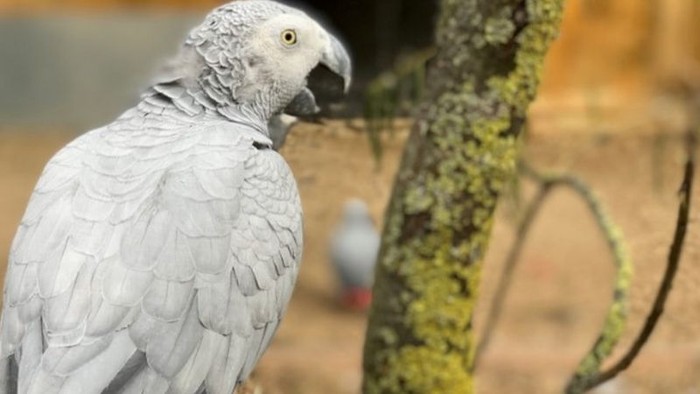 Ada-ada saja tingkah sekelompok burung nuri ini. Mereka saling mengajarkan mengumpat sehingga harus dikarantina keluar dari taman margasatwa.