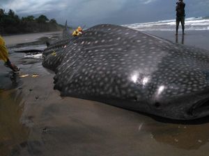 Hiu Tutul Sepanjang 7,5 Meter Mati Terdampar di Pantai Pekutatan Bali