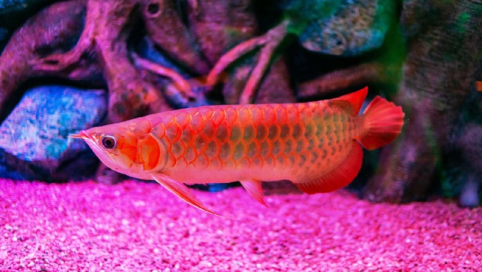 Malaysia Red Arowana Fish view in close up in an aquarium