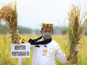 Panen Padi 8.000 Ha, Mentan: Ini Modal Aceh Jadi Lumbung Pangan