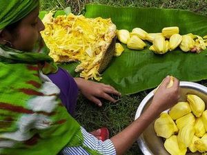 Nangka, Buah yang Menyelamatkan Sri Lanka dari Kelaparan