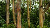 Warna pelangi yang diciptakan oleh pohon ini akibat kulit pada kayu pohon yang terkelupas lalu terlihatlah warna-warni yang cantik dan beragam menyerupai pelangi. 