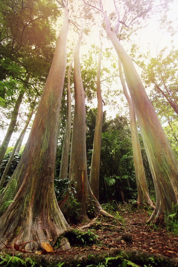 Di Hawaii, kamu bisa melihatnya di Pantai Maui. Kamu akan dimanjakan dengan melihat banyaknya pohon Rainbow Eucalyptus terbentang di sepanjang jalan Hana Highway. Di Hawaii, kamu bisa melihatnya di Pantai Maui. Kamu akan dimanjakan dengan melihat banyaknya pohon Rainbow Eucalyptus terbentang di sepanjang jalan Hana Highway.