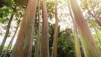Di Hawaii, kamu bisa melihatnya di Pantai Maui. Kamu akan dimanjakan dengan melihat banyaknya pohon Rainbow Eucalyptus terbentang di sepanjang jalan Hana Highway. 