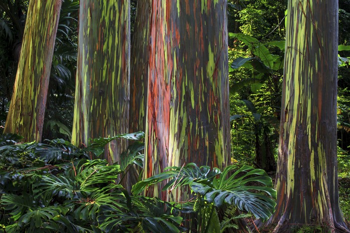 pohon pelangi di hawaii