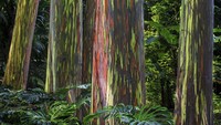 Pohon warna pelangi ini bernama Rainbow Eucalyptus. 
