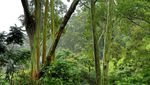 Potret Pohon Cantik Berkulit Pelangi