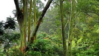 Tak hanya cantik warnanya, pohon Rainbow Eucalyptus juga memiliki bau yang harum. Di Indonesia juga ada lho pohon seperti ini.