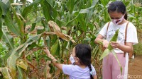 Hingga panen buah dan sayur pun ikut dalam satu agenda.