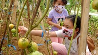 Dua orang anak mendapat pengenalan bercocok-tanam dalam kegiatan wisata edukasi di Sukalarang, Sukabumi, Jawa Barat.
