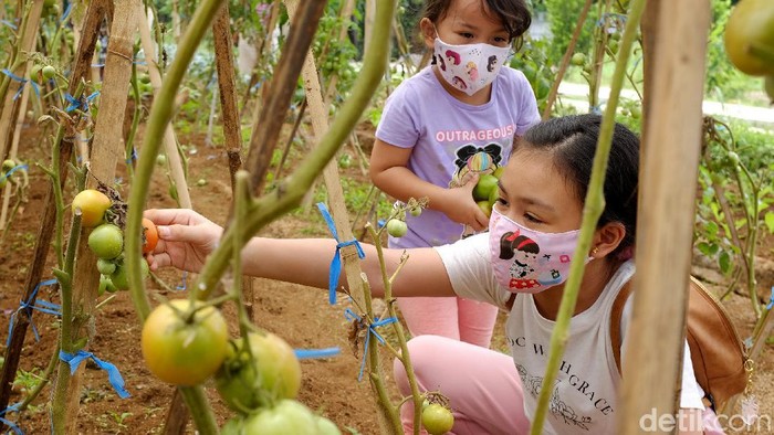 Serunya Wisata Edukasi di Masa Pandemi Wisata edukasi yang menerapkan protokol kesehatan COVID-19 secara ketat diminati para orang tua untuk mengenalkan cara bercocok tanam kepada anak.