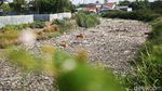 Jorok! Sungai di Bekasi Ini Dipenuhi Sampah