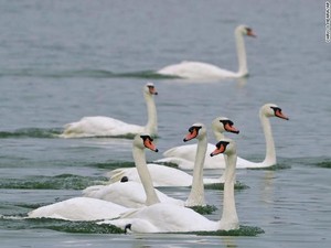 11 Hewan Ini Setia Seumur Hidup pada Pasangannya, Burung Bangkai Juga Lho!
