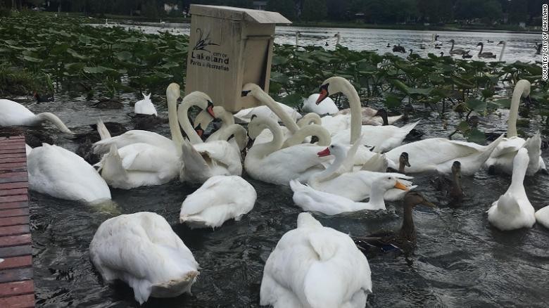 Angsa di Lakeland Amerika Serikat Angsa di Lakeland Amerika Serikat