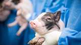 China Laporkan Penularan Virus Corona dari Kepala Babi Impor