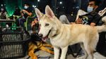 Potret Kafe Anjing Pertama di Arab Saudi