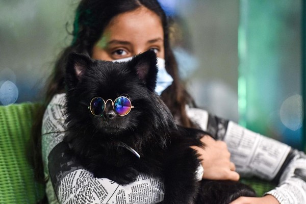Para anjing peliharaan disebut suka bermain di kafe tersebut, sementara beberapa duduk santai di pangkuan pemiliknya. Para anjing peliharaan disebut suka bermain di kafe tersebut, sementara beberapa duduk santai di pangkuan pemiliknya.