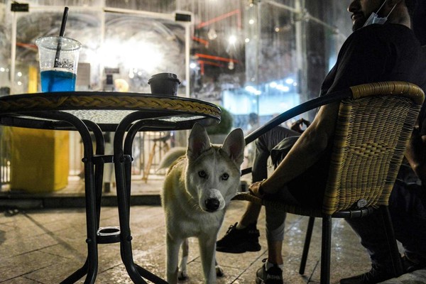 Potret Kafe Anjing Pertama Di Arab Saudi Foto 3