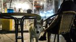 Potret Kafe Anjing Pertama di Arab Saudi