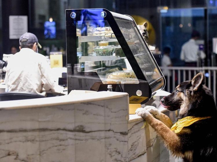 Potret Kafe Anjing Pertama di Arab Saudi