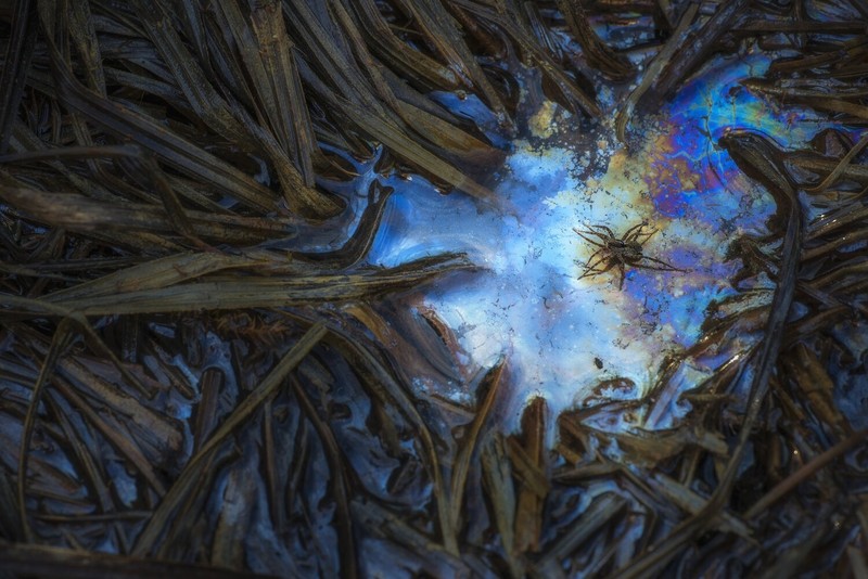 Close Up Photographer of the Year 2020