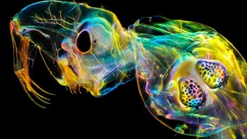 Andrei Savitsky menjuara kategori Micro dengan foto glassworm yang terlihat hampir transparan. Foto: Andrei Savitsky/Close Up Photographer of the Year