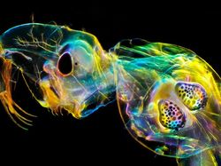 Aneka Foto Close Up Paling Memukau