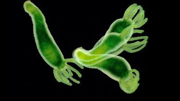 Foto hydra berwarna hijau ini ditangkap oleh Heather Angel dan dinobatkan menjadi juara ketiga kategori Micro. Foto: Heather Angel/Close Up Photographer of the Year