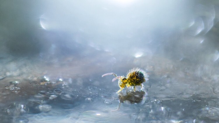 Close Up Photographer of the Year 2020