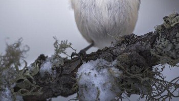 Juara kedua kategori Young CUPOTY dimenangkan oleh Giacomo Redaelli yang menangkap foto burung pengicau ini. Foto: Giacomo Redaelli/Close Up Photographer of the Year