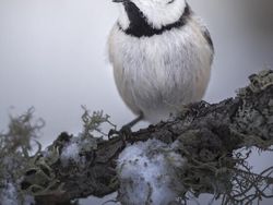 Aneka Foto Close Up Paling Memukau