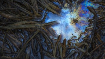 Csaba Daroczi mengambil foto laba-laba di tengah rawa ini dan menjadi juara kedua kategori Animals. Foto: Csaba Daroczi/Close Up Photographer of the Year