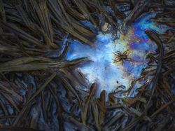 Aneka Foto Close Up Paling Memukau