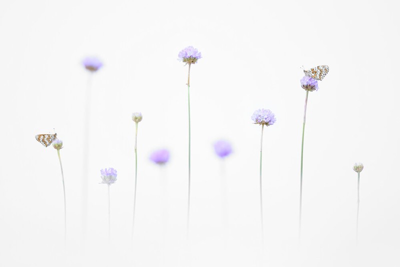 Close Up Photographer of the Year 2020