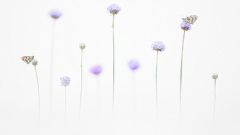 Emelin Dupieux menangkap foto kupu-kupu yang sedang mencari nektar di bunga-bunga dan dinobatkan menjadi juara ketiga kategori Young CUPOTY. Foto: Emelin Dupieux/Close Up Photographer of the Year