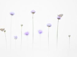 Aneka Foto Close Up Paling Memukau