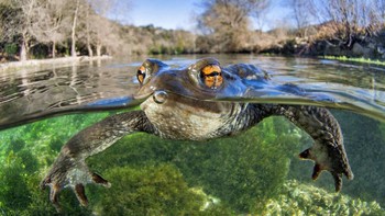 Mathieu Foulquié menjadi juara ketiga kategori Animals dengan foto kodok yang sedang berenang. Foto: Mathieu Foulquié/Close Up Photographer of the Year