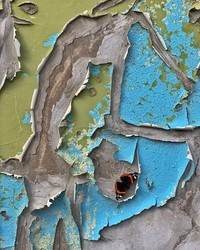 Close Up Photographer of the Year 2020