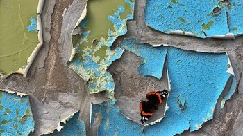 Mike Curry memenangkan kategori Insects dengan foto kupu-kupu yang diambil menggunakan iPhone XS. Foto: Mike Curry/Close Up Photographer of the Year