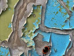 Aneka Foto Close Up Paling Memukau